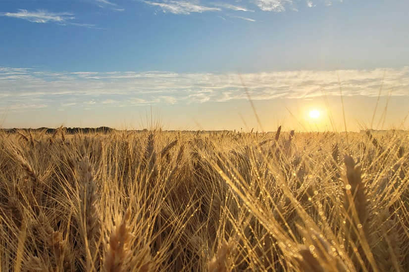 Field station Romania