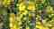 Services in Winter Oilseed Rape